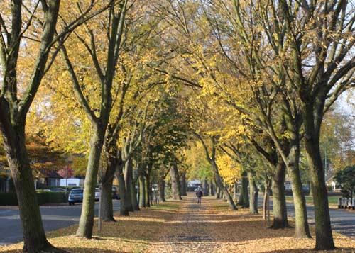 Elm Avenue Walk Autumn 2007